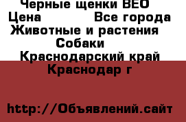 Черные щенки ВЕО › Цена ­ 5 000 - Все города Животные и растения » Собаки   . Краснодарский край,Краснодар г.